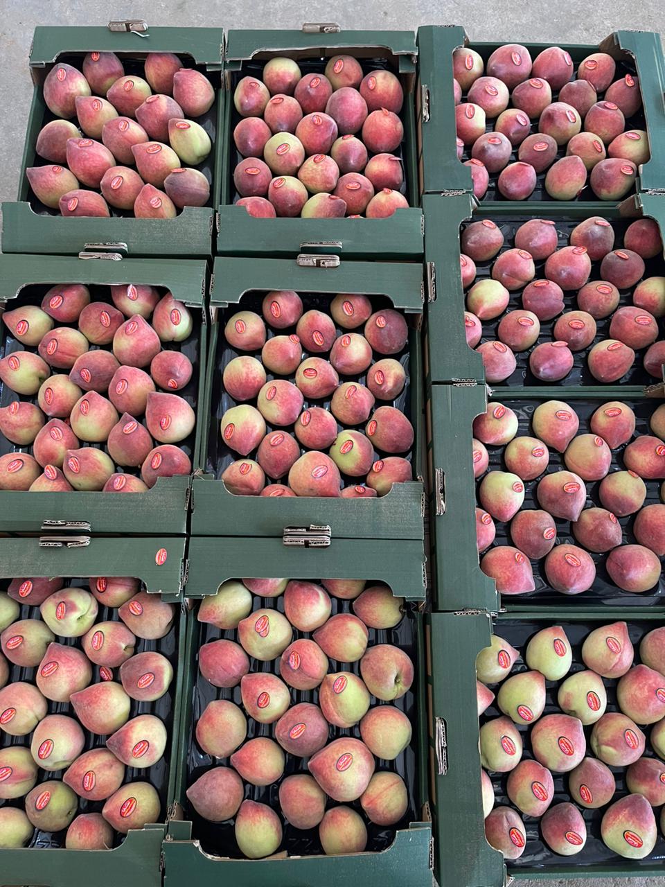 Fresh Egyptian peaches packed for export – NOKBAPLUS
