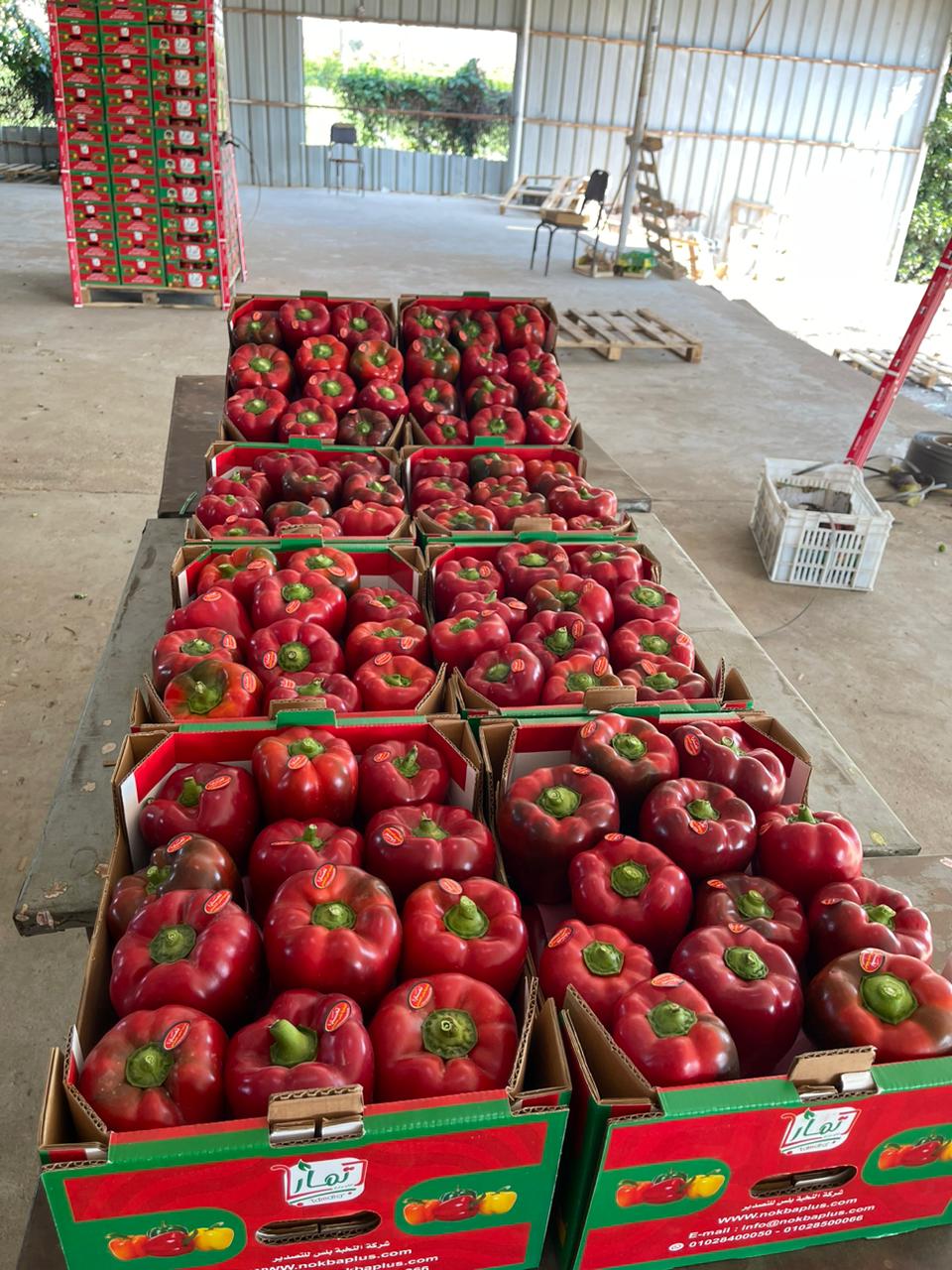 Egyptian peaches retail pack export